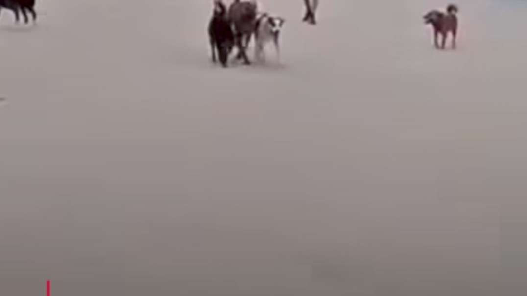 Um homem foi atacado por um grupo de cachorros na manhã deste sábado (17) enquanto caminhava pela Pr